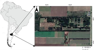 Afforestation With Different Tree Species Causes a Divergent Evolution of Soil Profiles and Properties